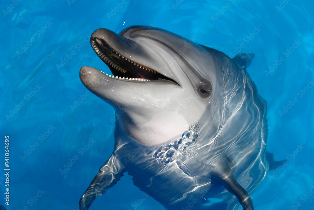 Happy dolphin smiling opened his mouth showing his teeth with his