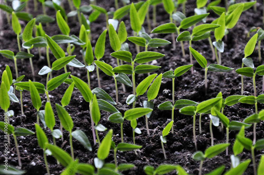 Stairs of sweet pepper seedlings with two true leaves no Stairs of sweet pepper seedlings with two true leaves no