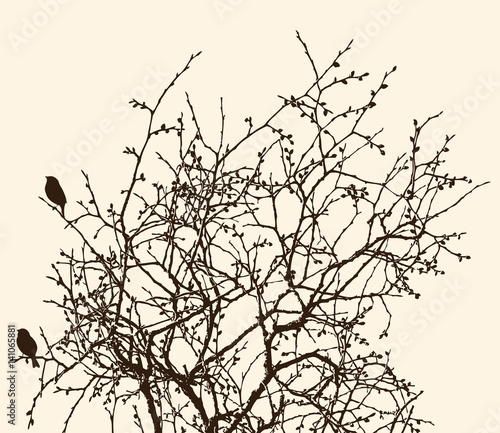 branches of a deciduous tree in spring