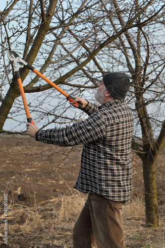 Adult farmer pruning apricot tree in orchard using loppers