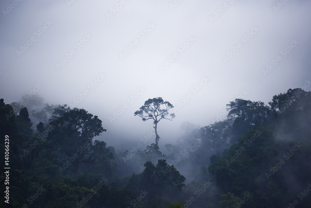 The tree that outstanding from the jungle that aound with fog.