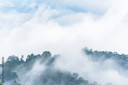 Fog is cover over the jungle in national park in Thailand.