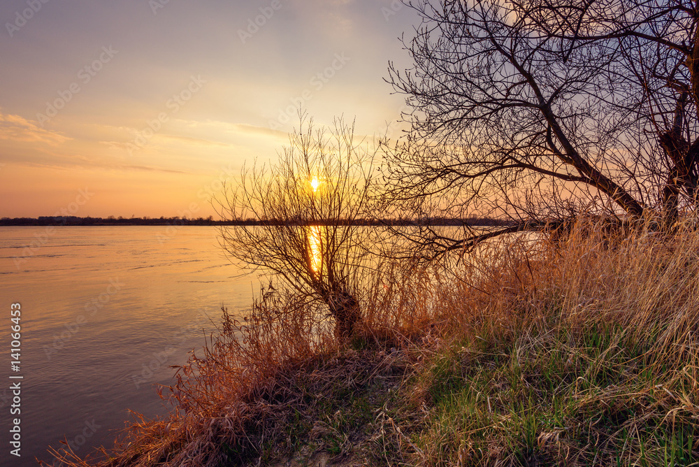Willow tree on the bank of the river at sunset. Early spring time in Wisla river valley in northern part of Poland. Europe. Willow tree on the bank of the river at sunset. Early spring time in Wisla river valley in northern part of Poland. Europe.
