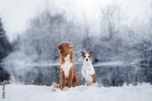 Fototapeta Naklejka Na Ścianę i Meble -  Dog Jack Russell Terrier and a Nova Scotia Duck Tolling Retriever outdoors