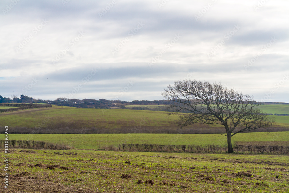 Isle of Wight Countryside