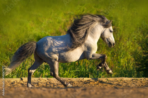 White beautiful pony with long mane run gallop 