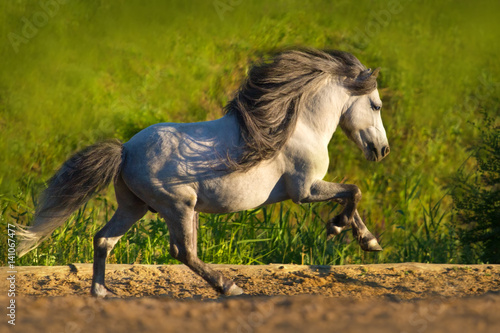 Slika na platnu White beautiful pony with long mane run gallop