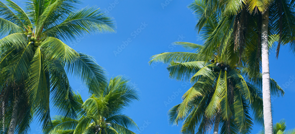 Fototapeta premium palm trees