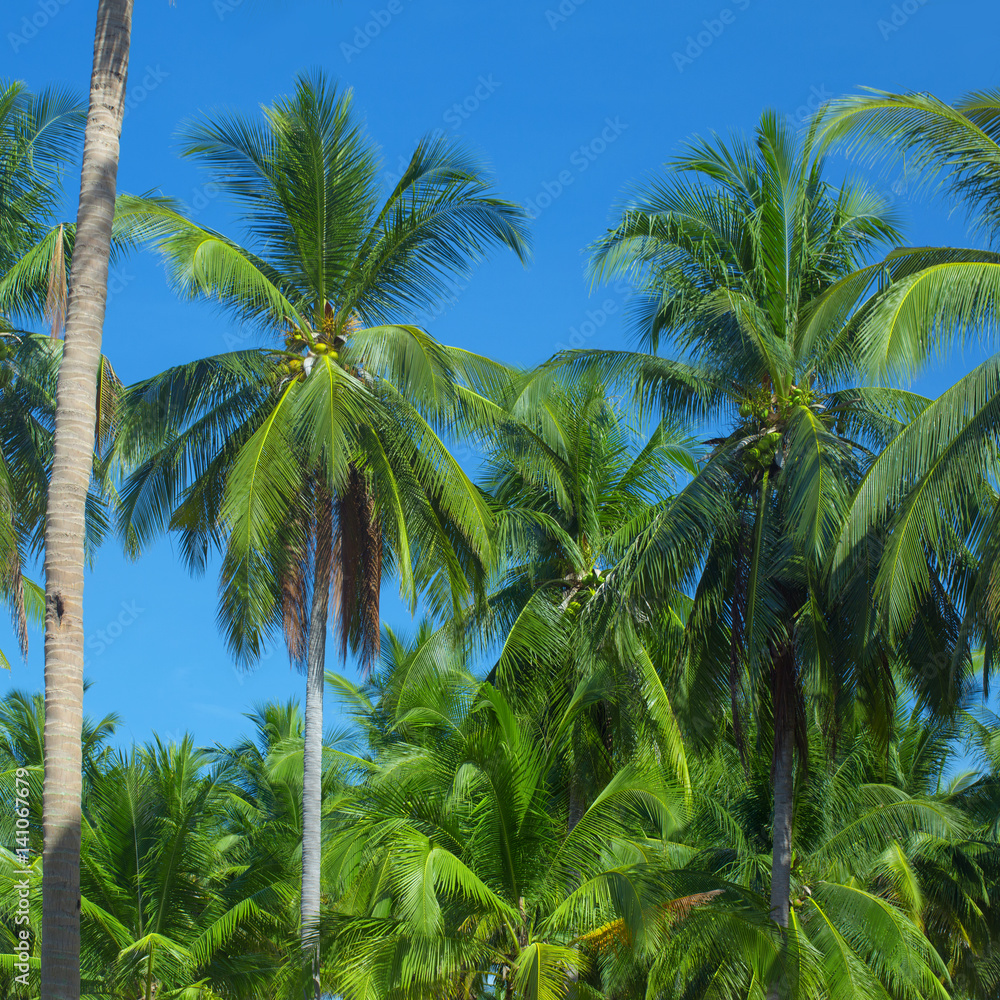 Naklejka premium tops of palm