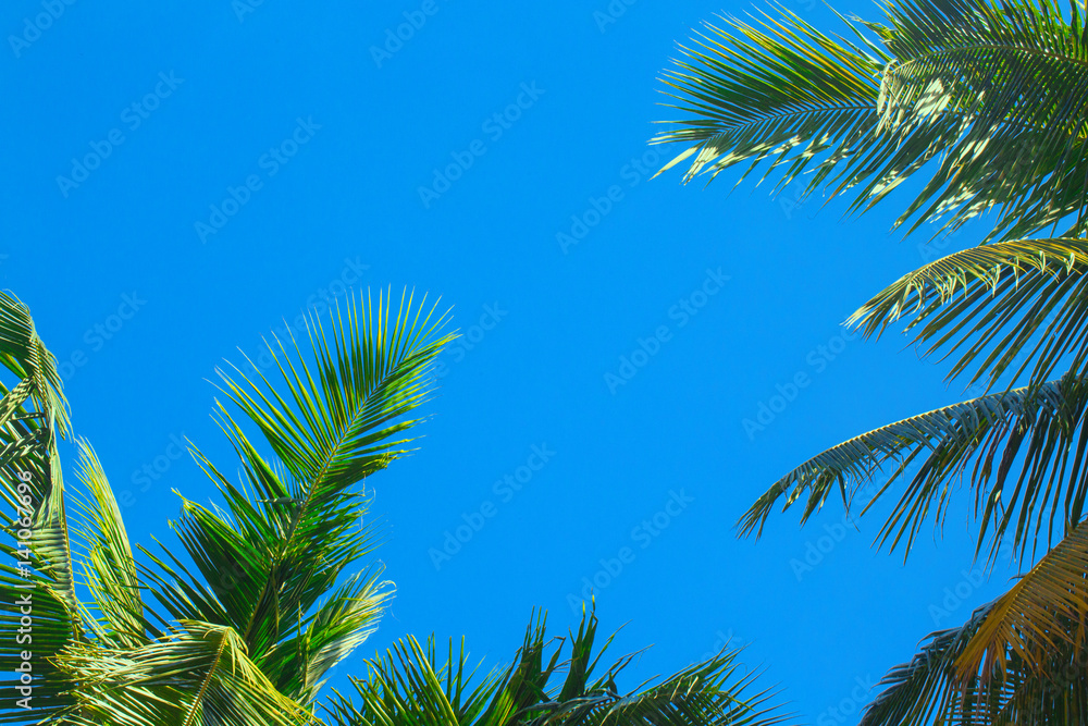 tops of palm tops of palm