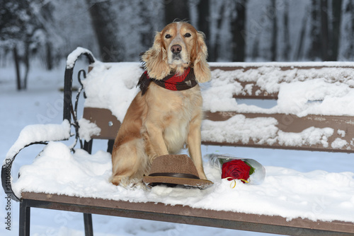 Spaniel in winter with flowers photo