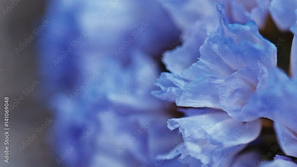 flowers on a linen background cool flowers on a linen background cool
