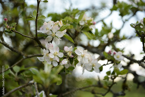 spring concept/apple tree in bloom