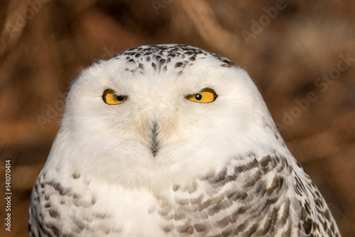 Snowy Owl Portrait © chbaum