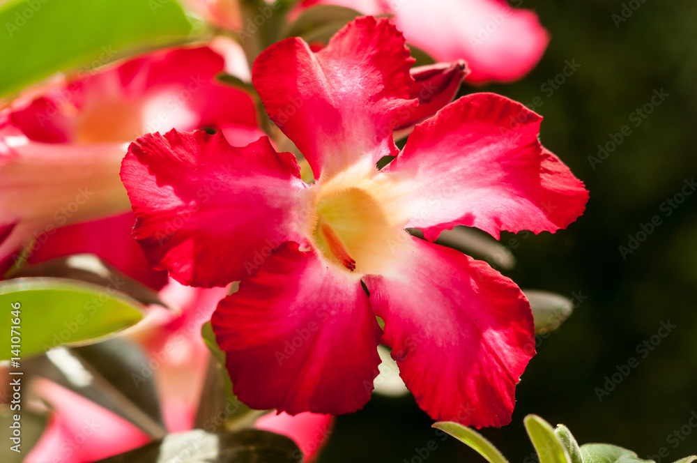 Red desert rose blossom closeup under the sunlight outdoor