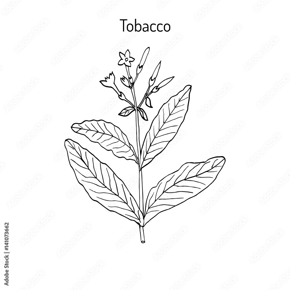 Tobacco plant, hand drawn Tobacco plant, hand drawn