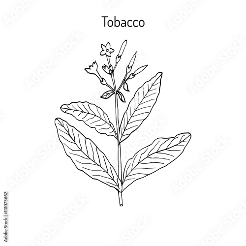 Tobacco plant, hand drawn