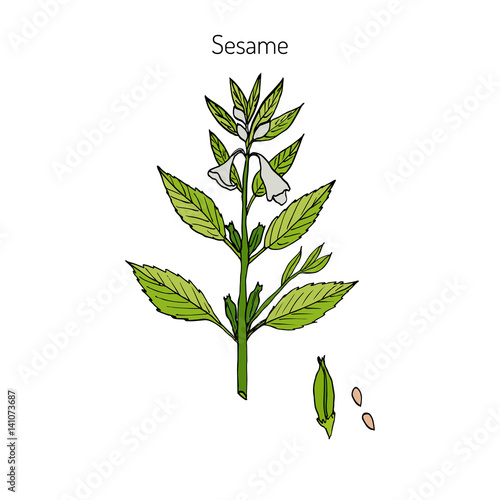Sesame Sesamum orientale 