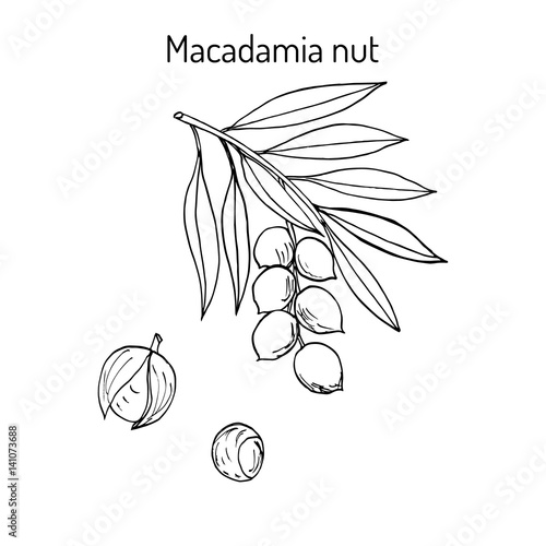 Macadamia nut branch