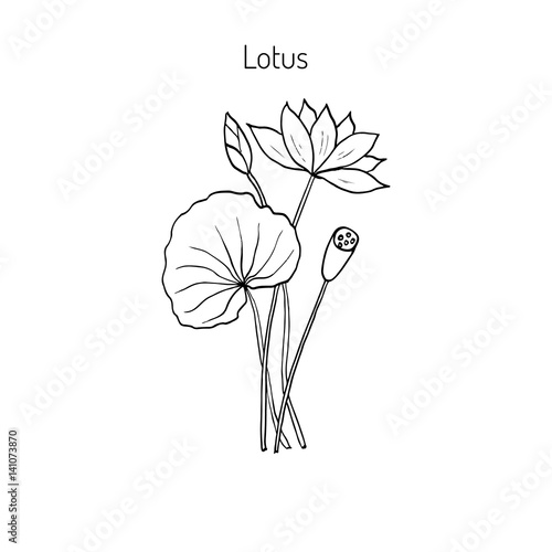 Lotus plant with flower