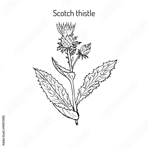 Milk Thistle plant
