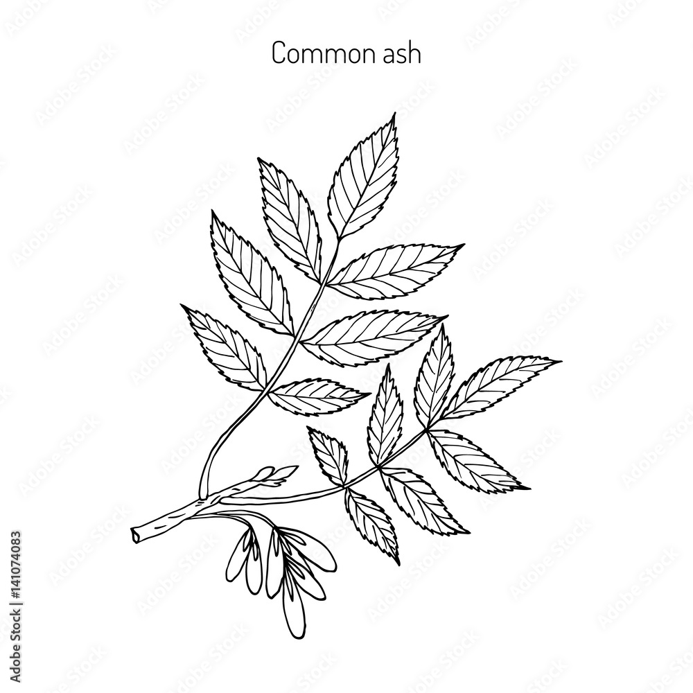 Common Ash Tree Branch Common Ash Tree Branch