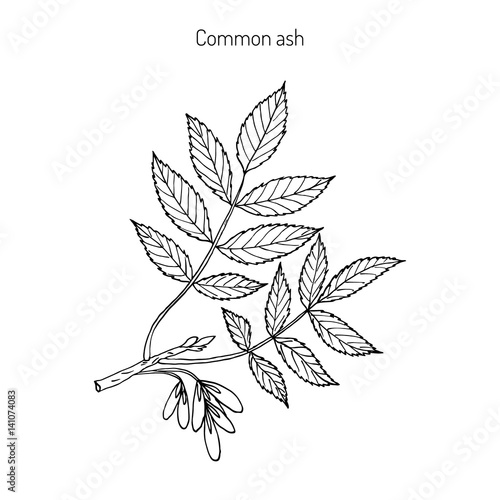Common Ash Tree Branch 