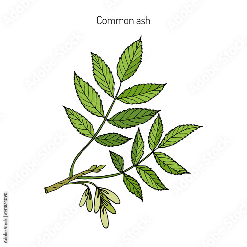 Common Ash Tree Branch 