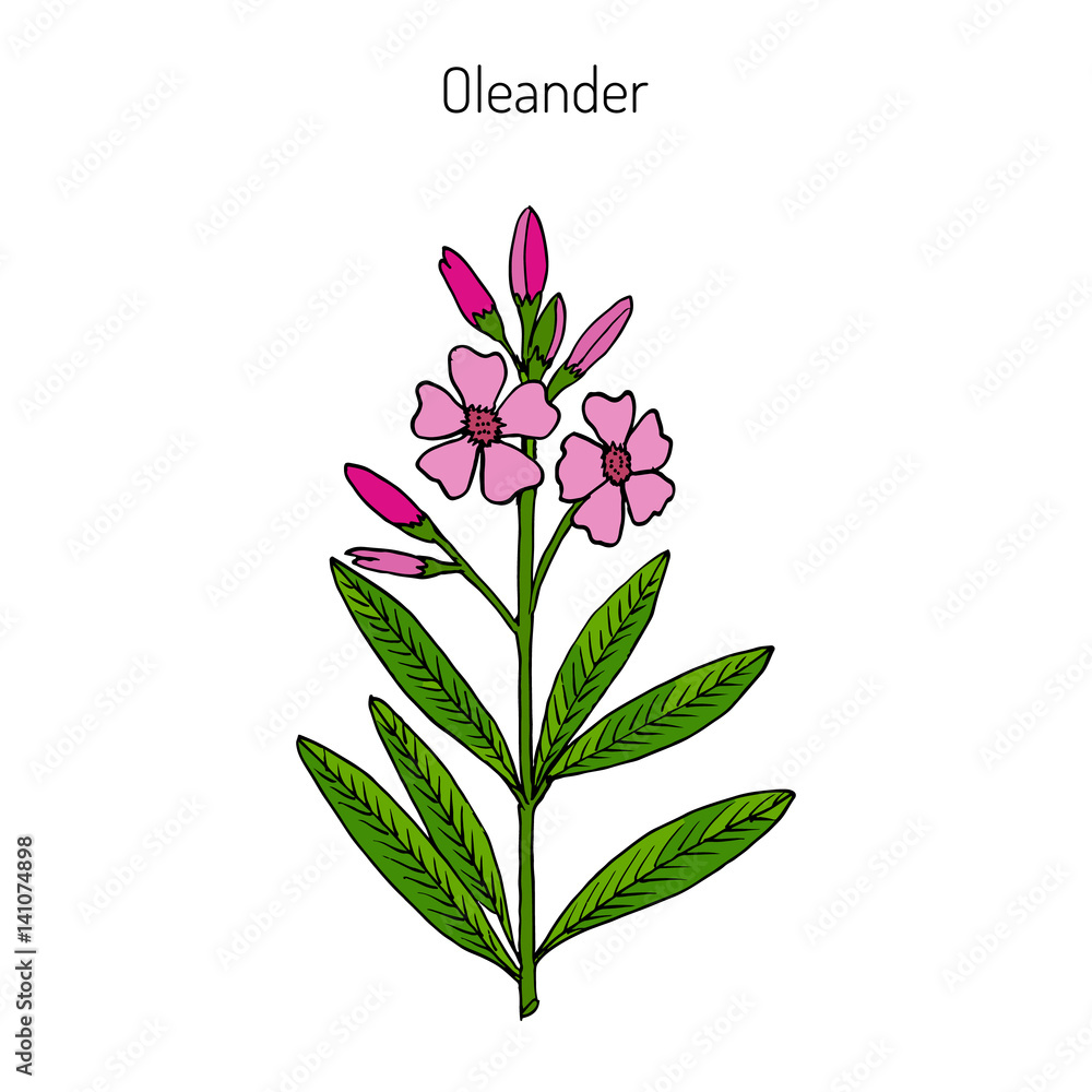 Oleander Nerium oleander 