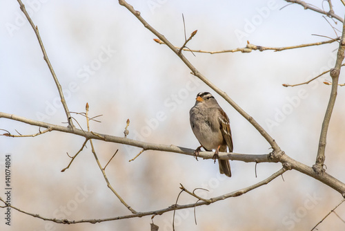 White-crowned sparrow on branch at Rio Grande Nature Center, Albuquerque, New Mexico