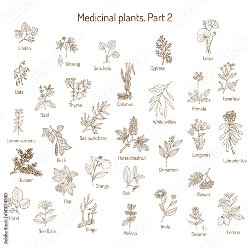 Vintage collection of medical herbs