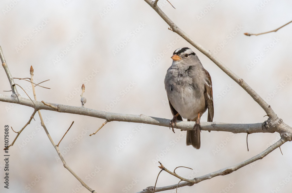 White-crowned sparrow on branch at Rio Grande Nature Center, Albuquerque, New Mexico White-crowned sparrow on branch at Rio Grande Nature Center, Albuquerque, New Mexico