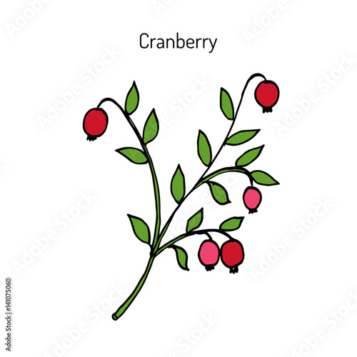 Wild forest ripe cranberries and leaves