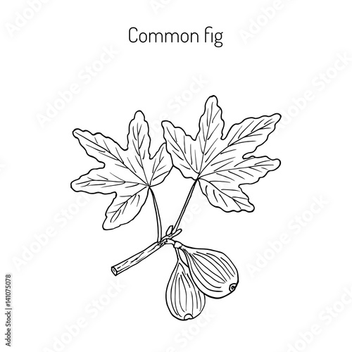 Common fig, vector illustration