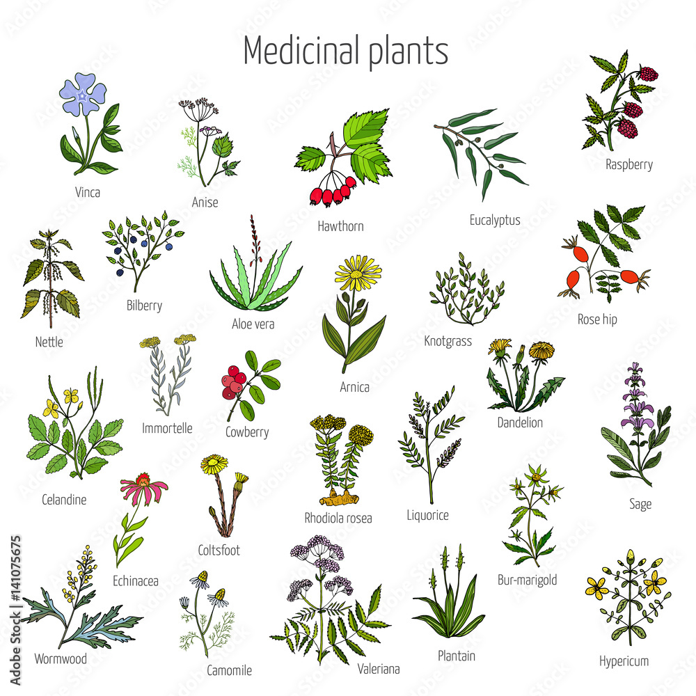 Vintage collection of medical herbs - obrazy, fototapety, plakaty 