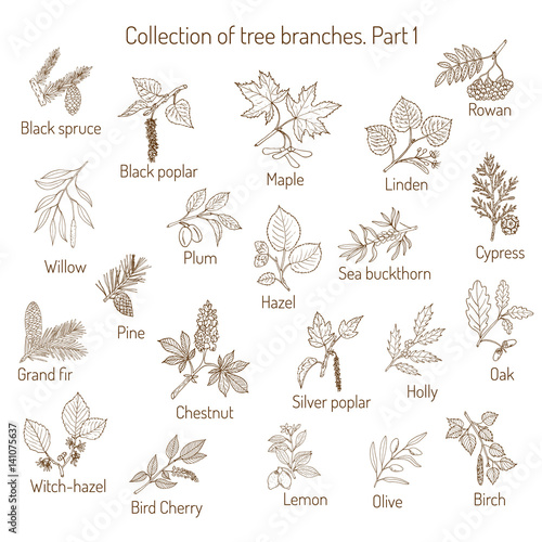 Set of different  tree branches