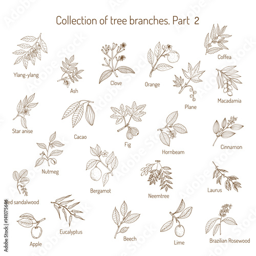 Set of different tree branches