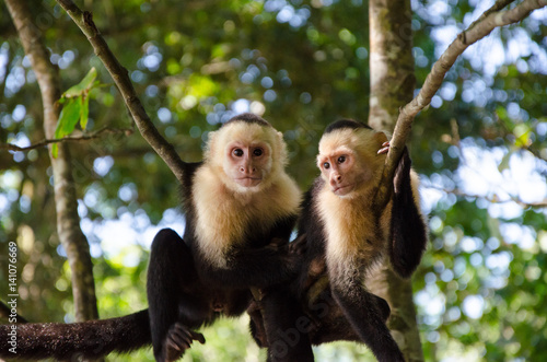 Pareja de monos capuccinos