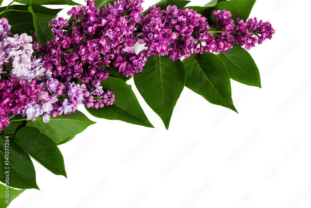 Fototapeta premium Lilac branch isolated