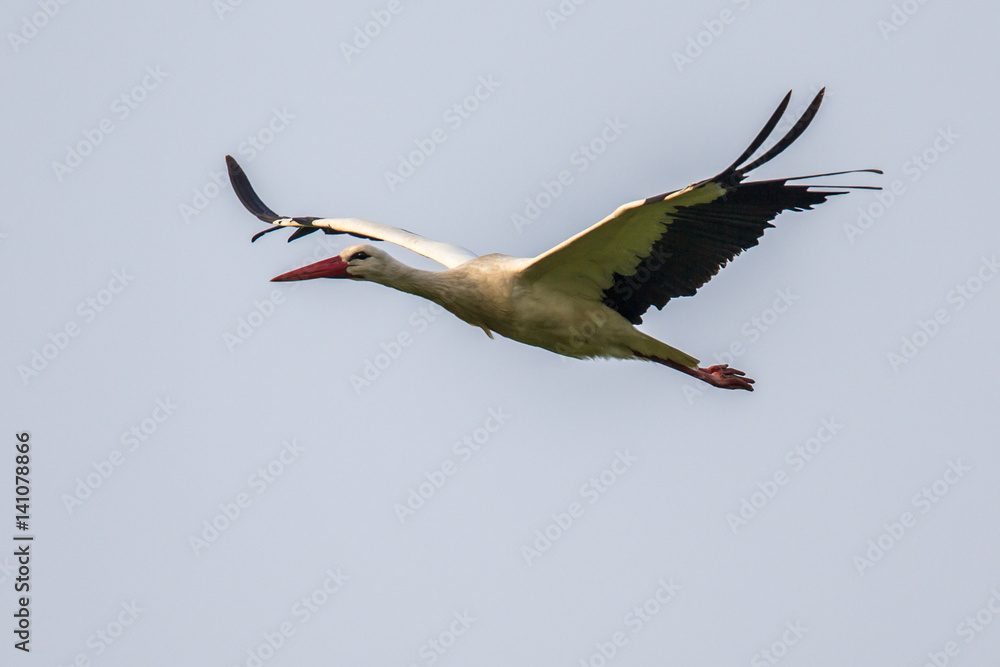Obraz premium Flying white Stork on cloudy background