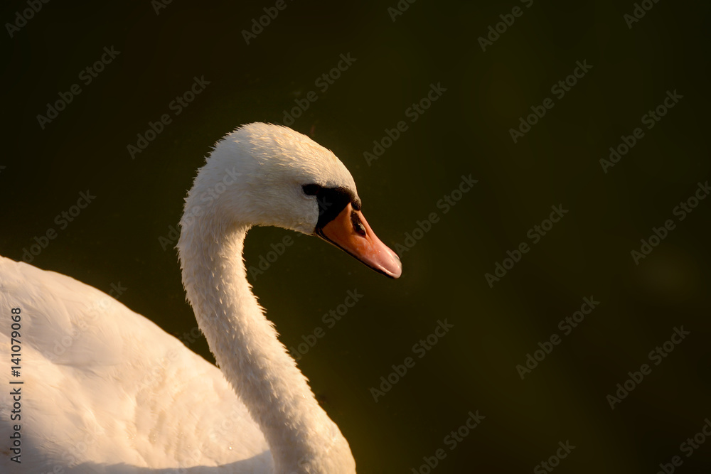 White swan close-up on a dark background White swan close-up on a dark background