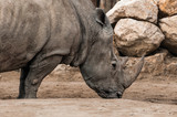 Huge standing rhinoceros