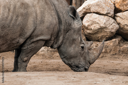 Huge standing rhinoceros