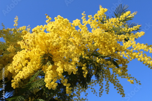 mimosa yellow