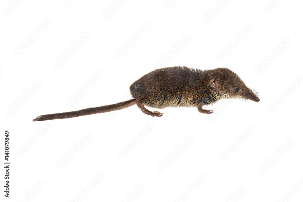 Obraz premium Pygmy shrew on white background