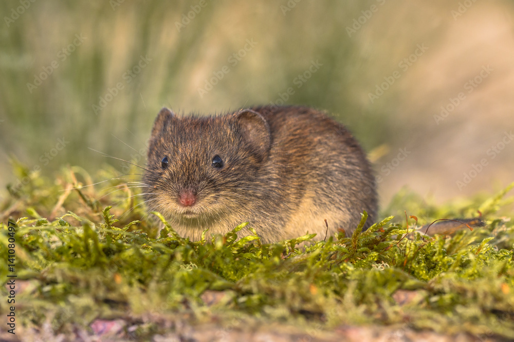 Wild Bank vole in natural environment Wild Bank vole in natural environment