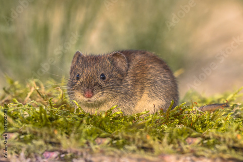 Wild Bank vole in natural environment