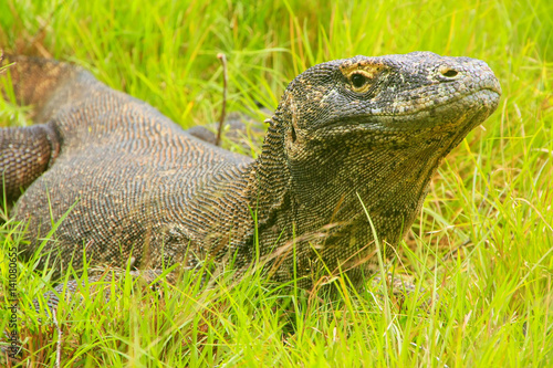 Komodo dragon lying in grass on Rinca Island in Komodo National Park, Nusa Tenggara, Indonesia photo