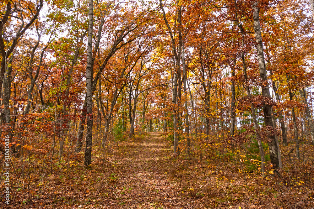 Forest Path in the Fall