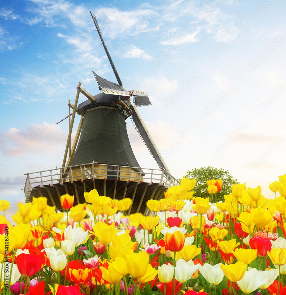 one dutch windmill over tulip flowers field in sunny spring day, Netherlands